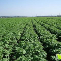 武川大白花货源充足，色泽鲜亮