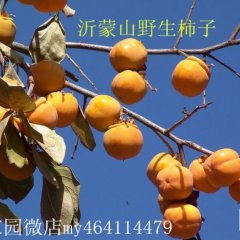 蒙阴柿子营养丰富,山东高向明诚信合作