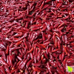 鄢陵辣椒价格适宜,陶城贾先生诚信合作