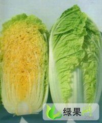 河北省定州市赵小虎8月青杂三号白菜