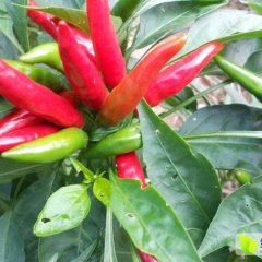 2015尉氏辣椒现在订货有惊喜