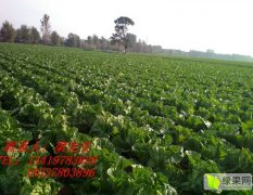 2015通许白菜，红萝卜现在大量出货，火热抢购中