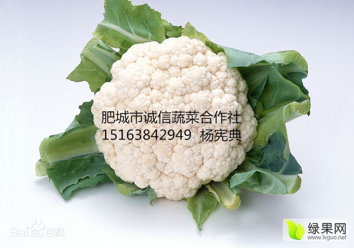 2015年山东肥城雪宝价格