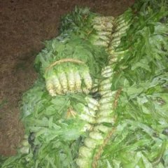 山东郯城尖叶莴笋莴苣质量上乘