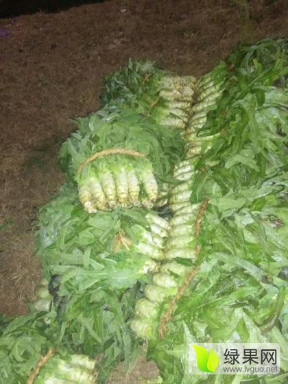 2016年山东郯城尖叶莴笋价格