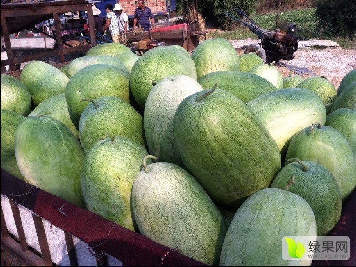 供应 广西临桂新缅甸瓜大量上市