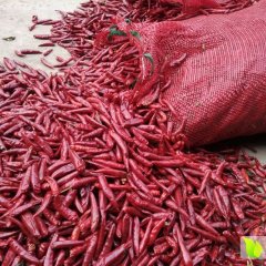 巨野辣椒价格行情平稳,沤山郭洪波诚信合作