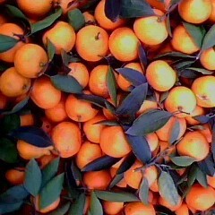 湖南石门叶橘柑橘著名品种