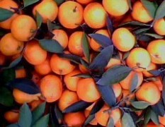 湖南石门叶橘柑橘著名品种