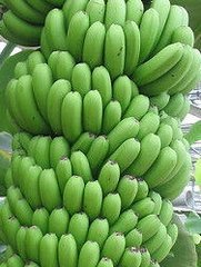 广西隆安巴西香蕉长势旺盛