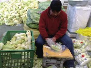 河南扶沟娃娃菜小白菜香甜可口