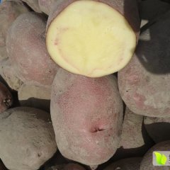 定西土豆欢迎合作,安定马延宏诚信合作