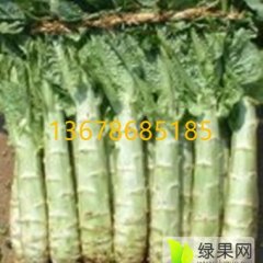 2015岱岳莴苣大量上市 质优价廉
