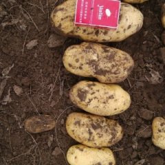 多伦土豆聚焦市场盛禾合作社诚信合作