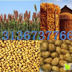 讷河同义于生10月先玉698玉米