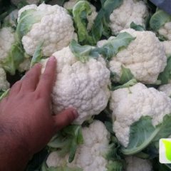 河南新野菜花1斤到1斤半色白如雪紧实耐运！