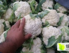 河南新野菜花1斤到1斤半色白如雪紧实耐运！