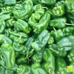 冀鲁豫圆椒价格好 品种齐全 货源充足