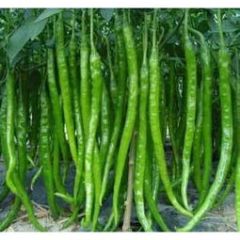 山东费县线椒辣椒早买早赚