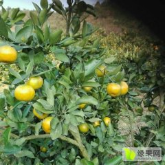 资兴白廊何辉跃10月东江湖蜜橘柑橘