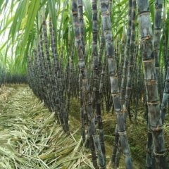 2015翁源甘蔗俏销大江南北