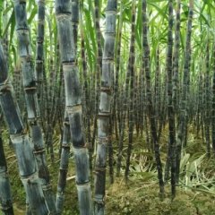 广东翁源黑皮果蔗甘蔗欢迎合作