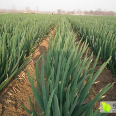 宁安小塘刘伟琦10月裕田1号大葱