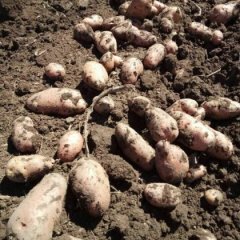 2015赤峰喀喇沁旗土豆信息