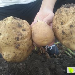 2015双城自家大地土豆约36万斤