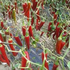 昌图辣椒是名优特产十八李峰诚信合作