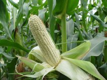 通许粘玉米大量上市欢迎来收购