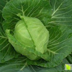 昌黎马坨刘建秋10月中甘11号甘蓝