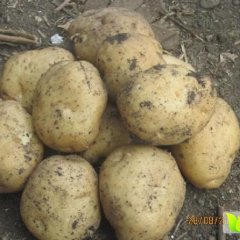 2015张北土豆再不来就没机会了！