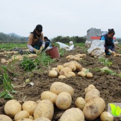 【紫花白品种】神池土豆何去何从贺职杨新明诚