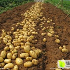 【紫花白品种】神池土豆再不来就没机会了！