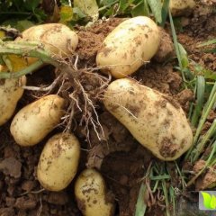 山西神池新明诚信合作社紫花白土豆