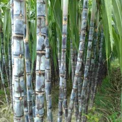 翁源翁城毛先生10月大灰种甘蔗