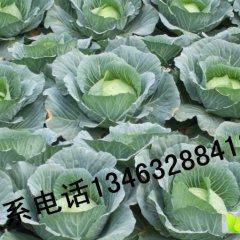 河北清苑蔬菜名优特产