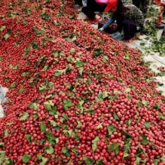 蒙阴山楂质量上乘,野店梁蒙诚信合作