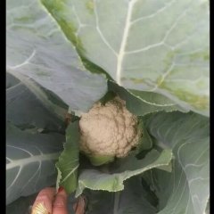 莘县现有300余亩青梗菜花上市