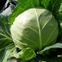 河北省邯郸市曲周广下【王连武】蔬菜批发