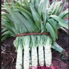 岱岳莴苣名优产品范缜谢先生诚信合作