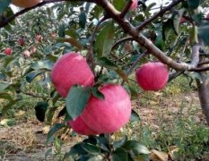 黑山寒富苹果果实短圆锥形，果形端正