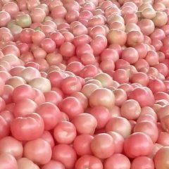 河南牧野祥瑞西红柿欢迎合作