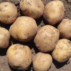 双城新兴吴永宏10月延薯四号土豆