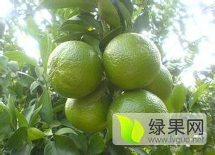 出售贡柑，沙糖桔，大量果园可定