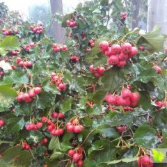 2015富平山楂现在订货有惊喜