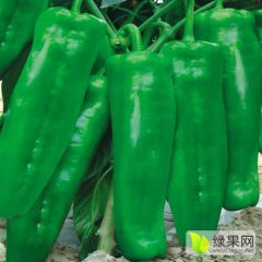 夏邑辣椒假一赔十,胡桥孙凯诚信合作