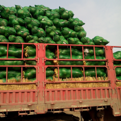 湖北嘉鱼平包（大头菜）甘蓝名优产品