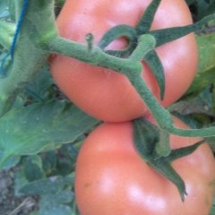 2015延津西红柿再不来就没机会了！